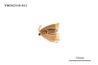 藏品(雙斑黃毒蛾)的圖片